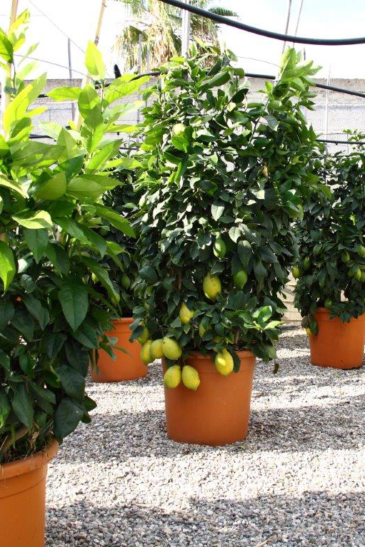 p6 Albero di Limoni Siciliani a Terme Vigliatore